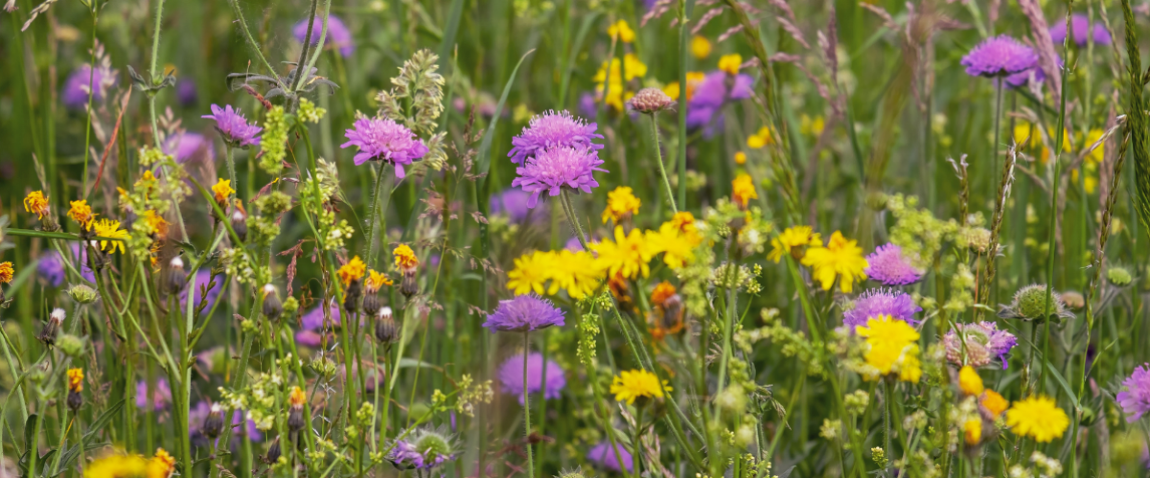 Blumenwiese mit blühenden Pflanzen