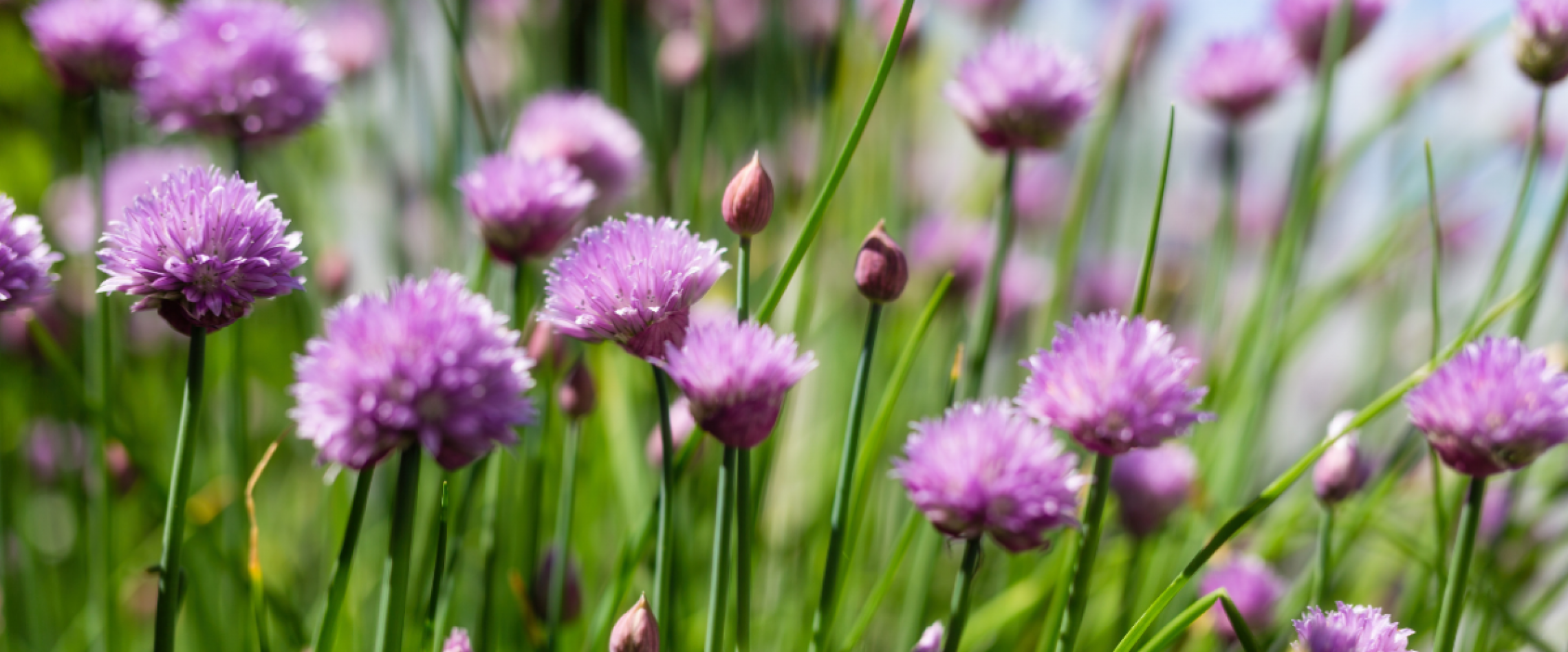 Schnittlauch im Freiland mit Blüten