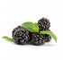 Brombeeren