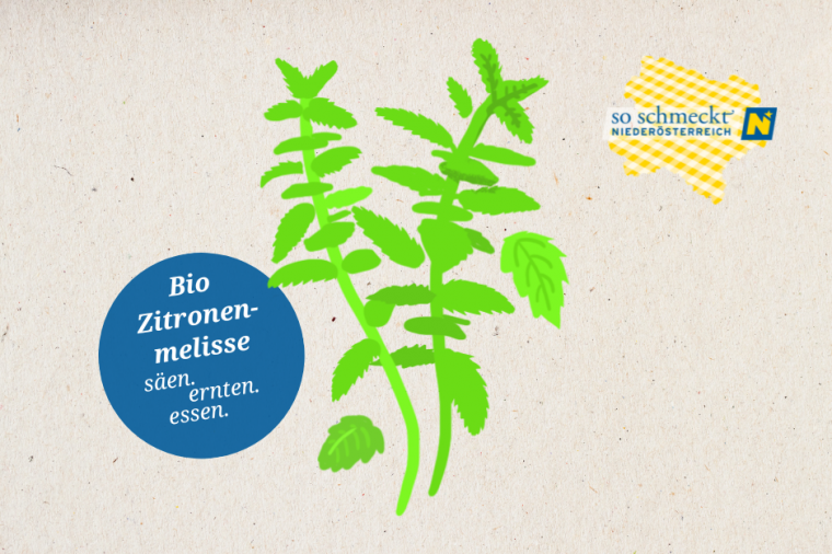 gpy-zitronenmelisse