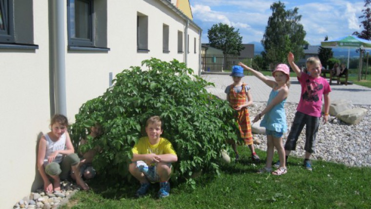Kinder der VSHafnerbach präsentieren ihre Erdäpfelpyramide