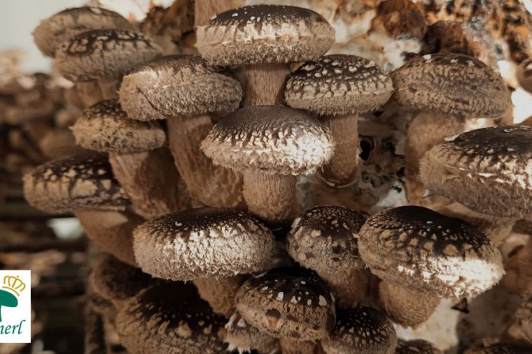  Kaiserschwammerl,Frische Shiitake Pilze am Stamm