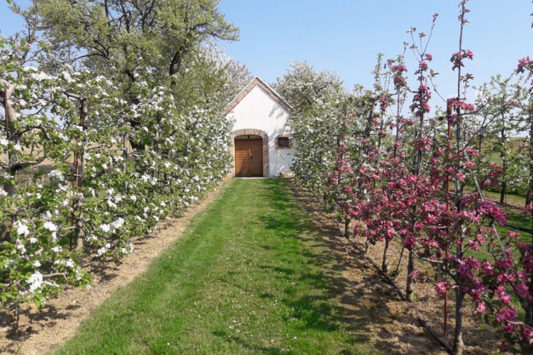 Kohlfock, Blühende Obstanlage