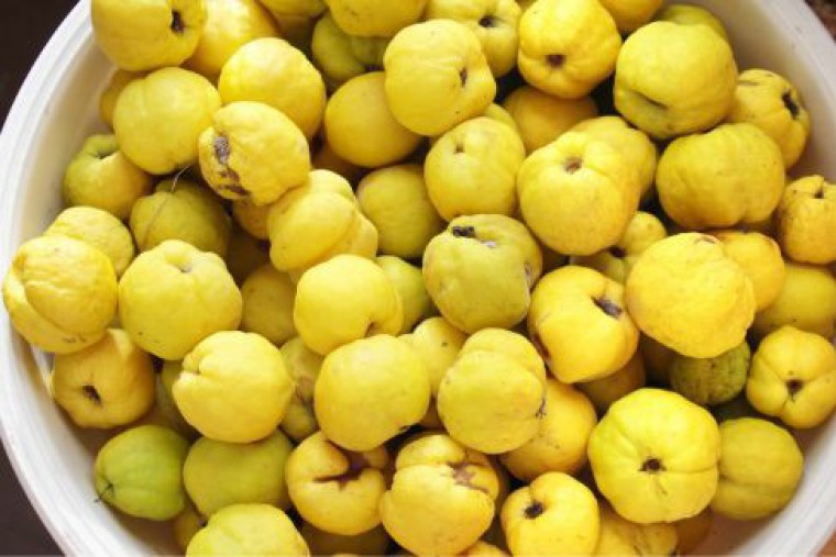 quitten