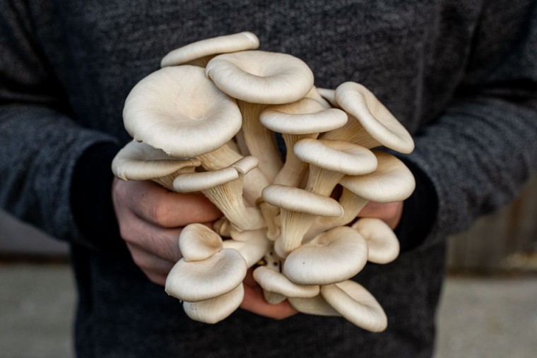 nwk_schloessl-pilze_cmartina-siebenhandl_16