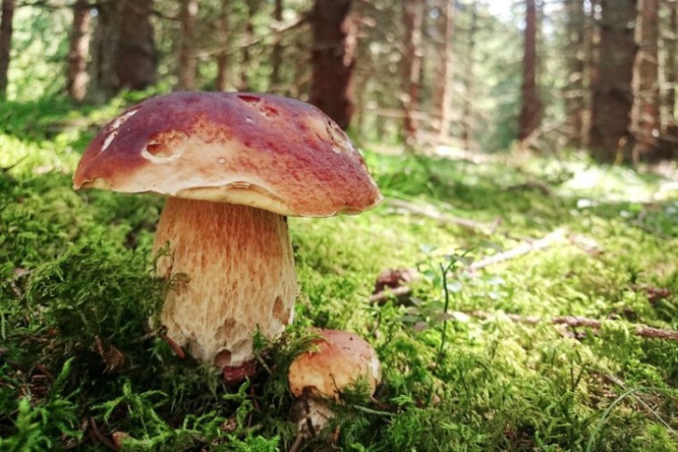 Steinpilz im Wald