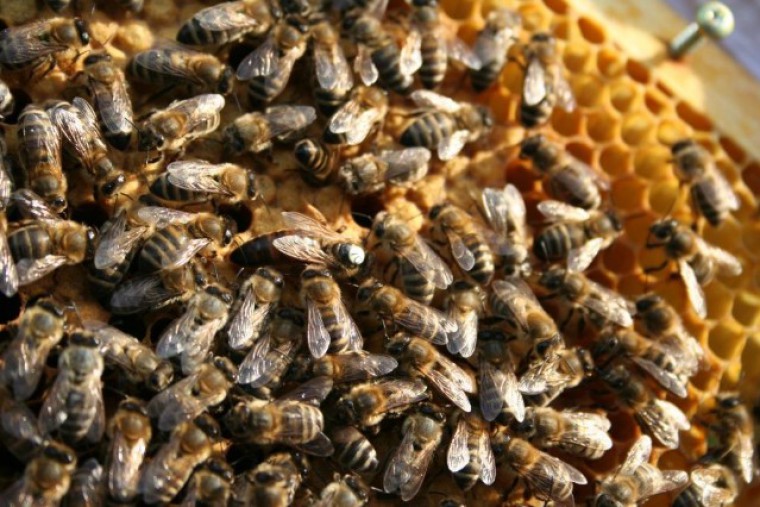 Bienenzauber Brutwabe mit Königin