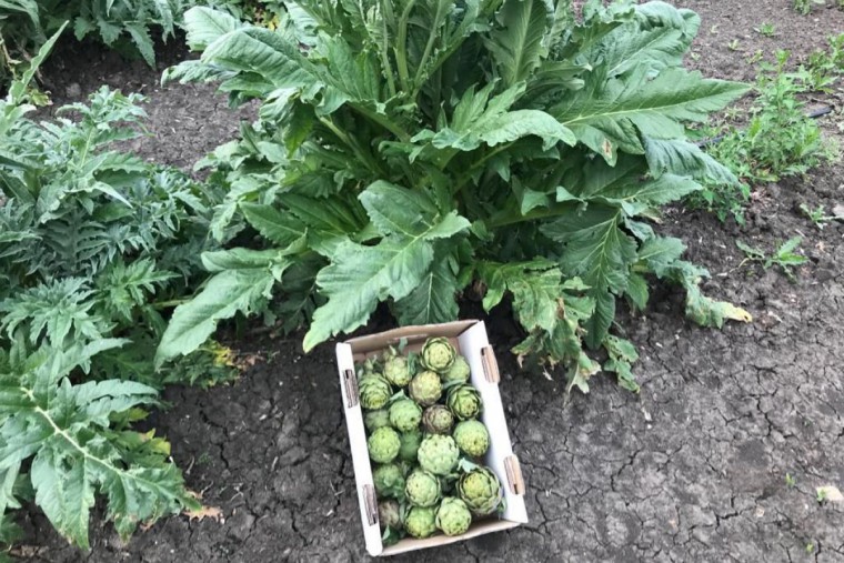 Gem&uuml;sebau Prossenitsch Artischocken