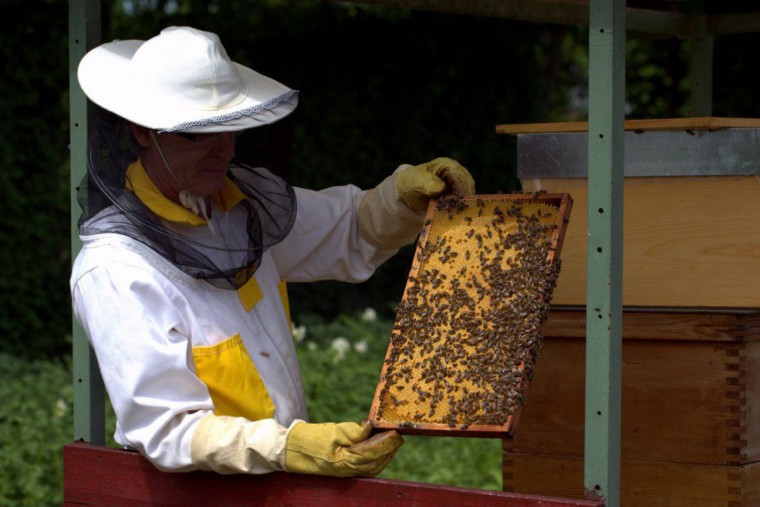 Imkerei Havranek Andreas am Bienenstock