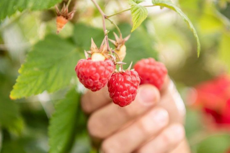 Himbeeren werden geerntet.