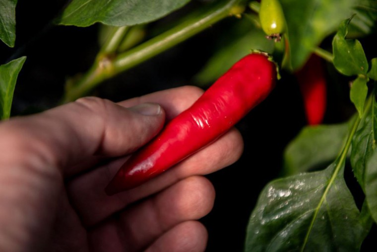 Hand die nach einer Chili-Beere auf einer Pflanze greift