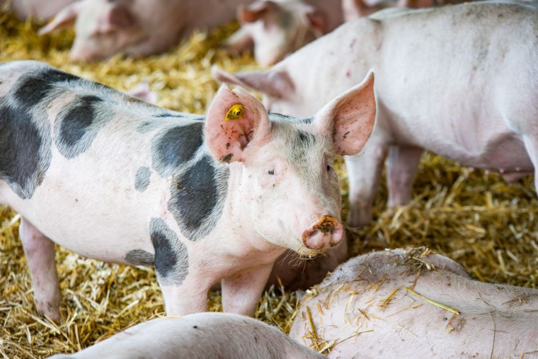 Schweine im Stall