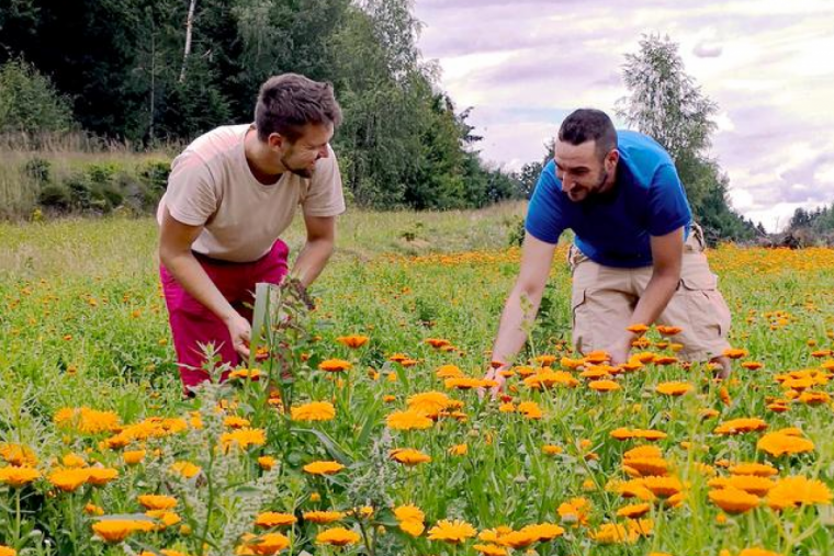 Kräuterhof Zach bei der Ernte