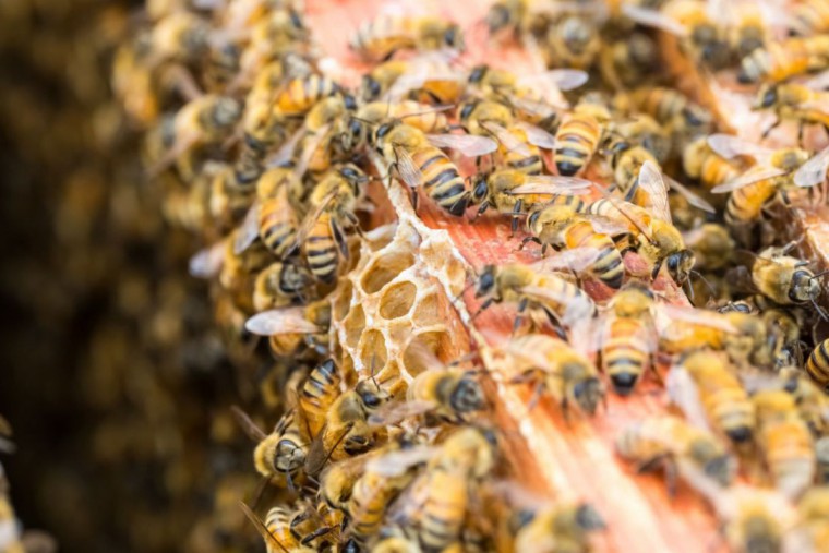 Bienen auf einer Wabe