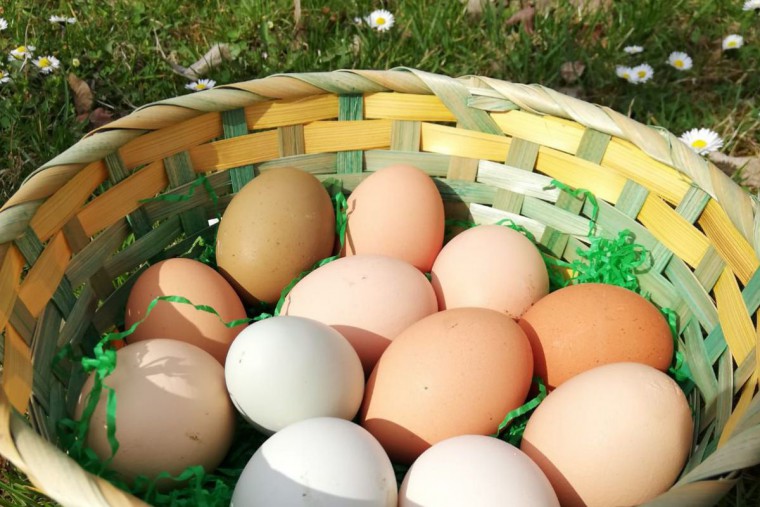 Hollerhof Eier in K&ouml;rbchen