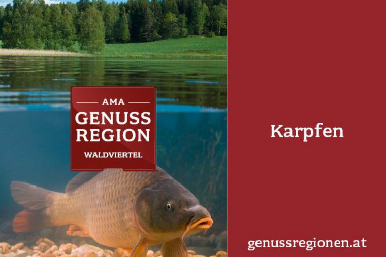 Sujet Waldviertler Karpfen - Karpfen am Seegrund