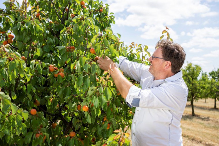 Marillenhof Hackl Wolfgang bei der Ernte