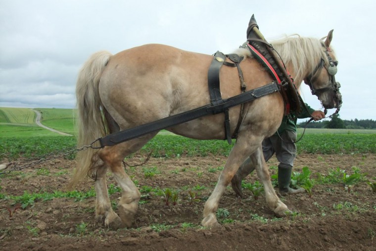 Pferdearbeit am Feld