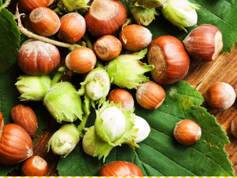 haselnuesse-c-canva