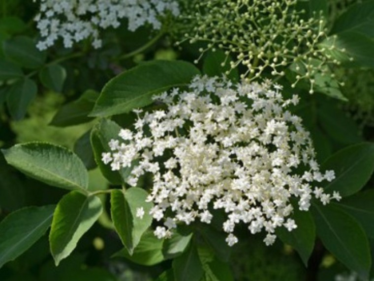 Holunderbl&uuml;te
