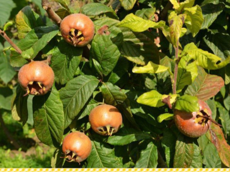 Mispeln, das Superfood im Advent