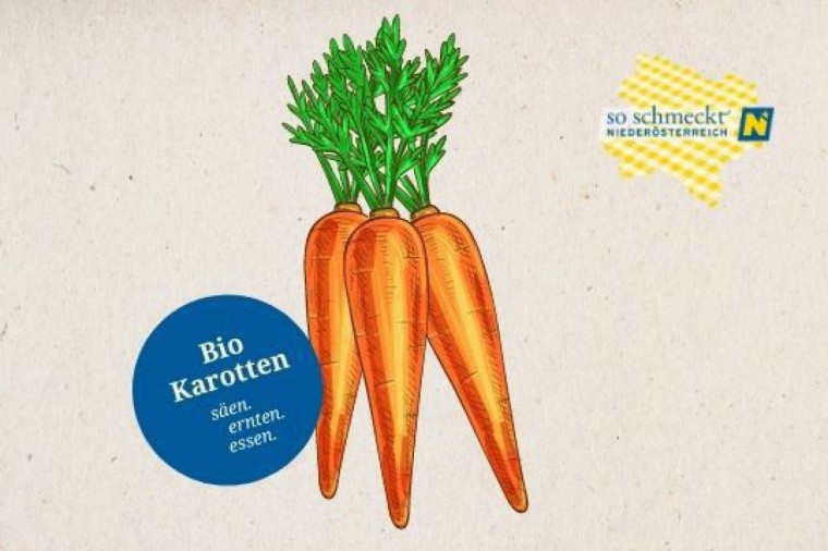 Karotten kultivieren - so geht's