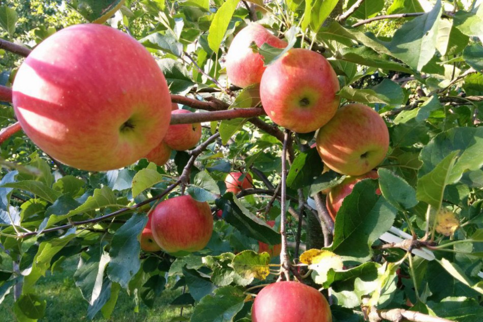GartenProdukt Apfelbaum