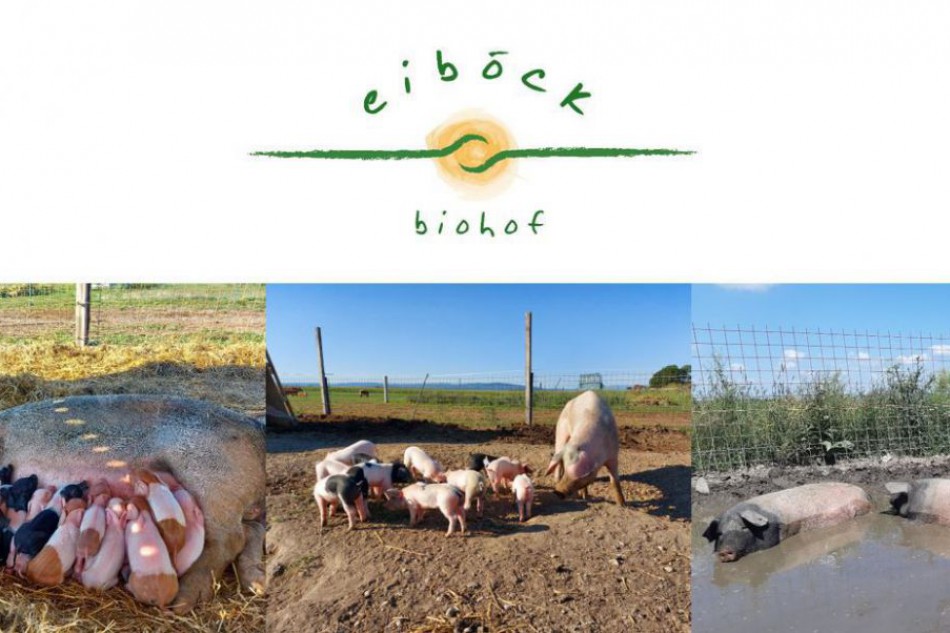 Biohof Eiböck Schweine