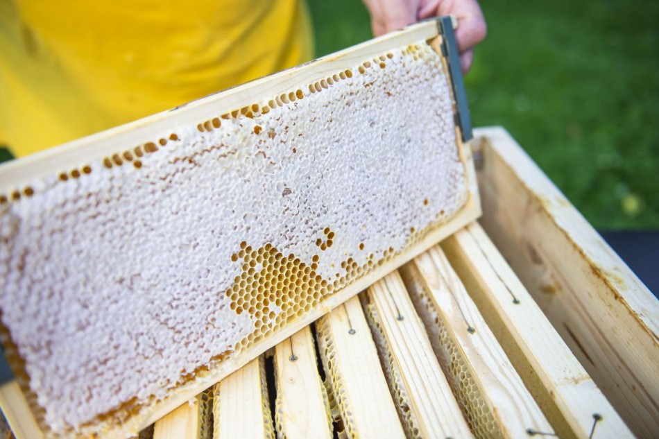 Bienenhof Kolm: Bienenstock und Honigwabe