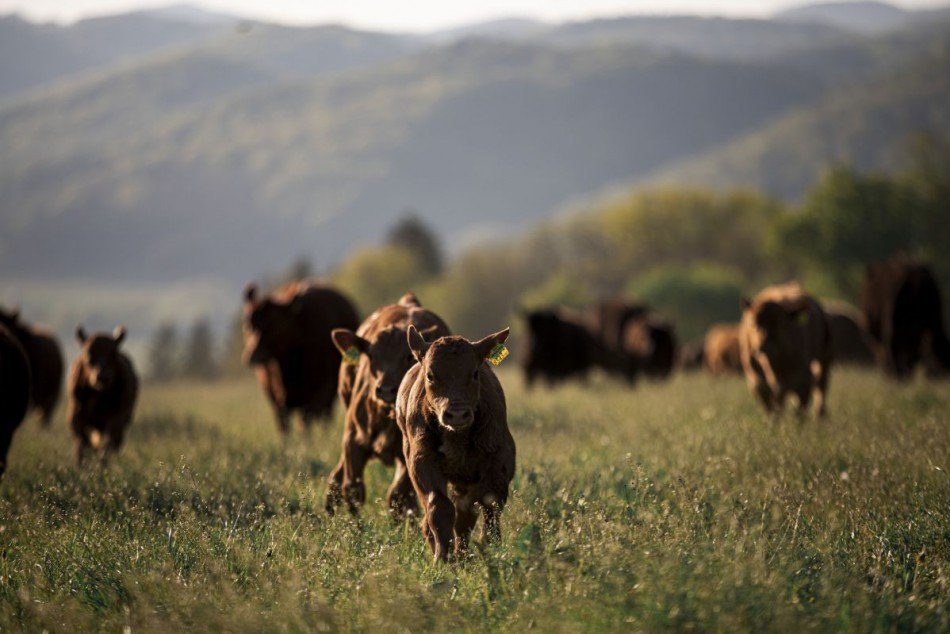 Wachaubeef Bitter: Weidehaltung der Rinder